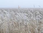 Hoar frost on the prairie grass.