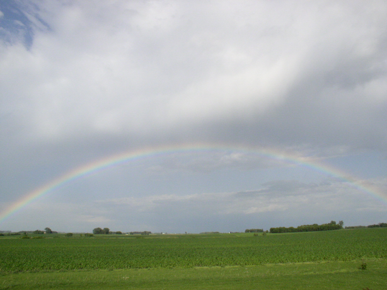 Rainbow, looking out over the back yard from the deck