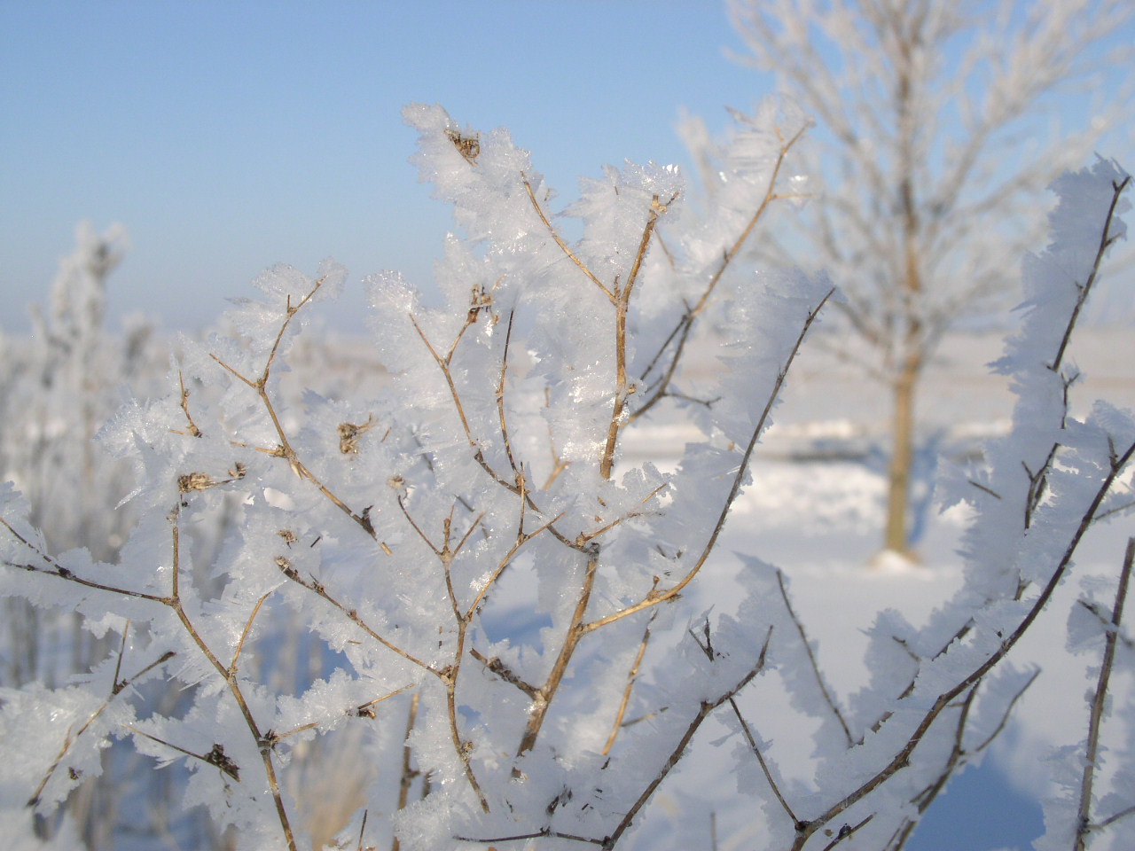 Hoar Frost