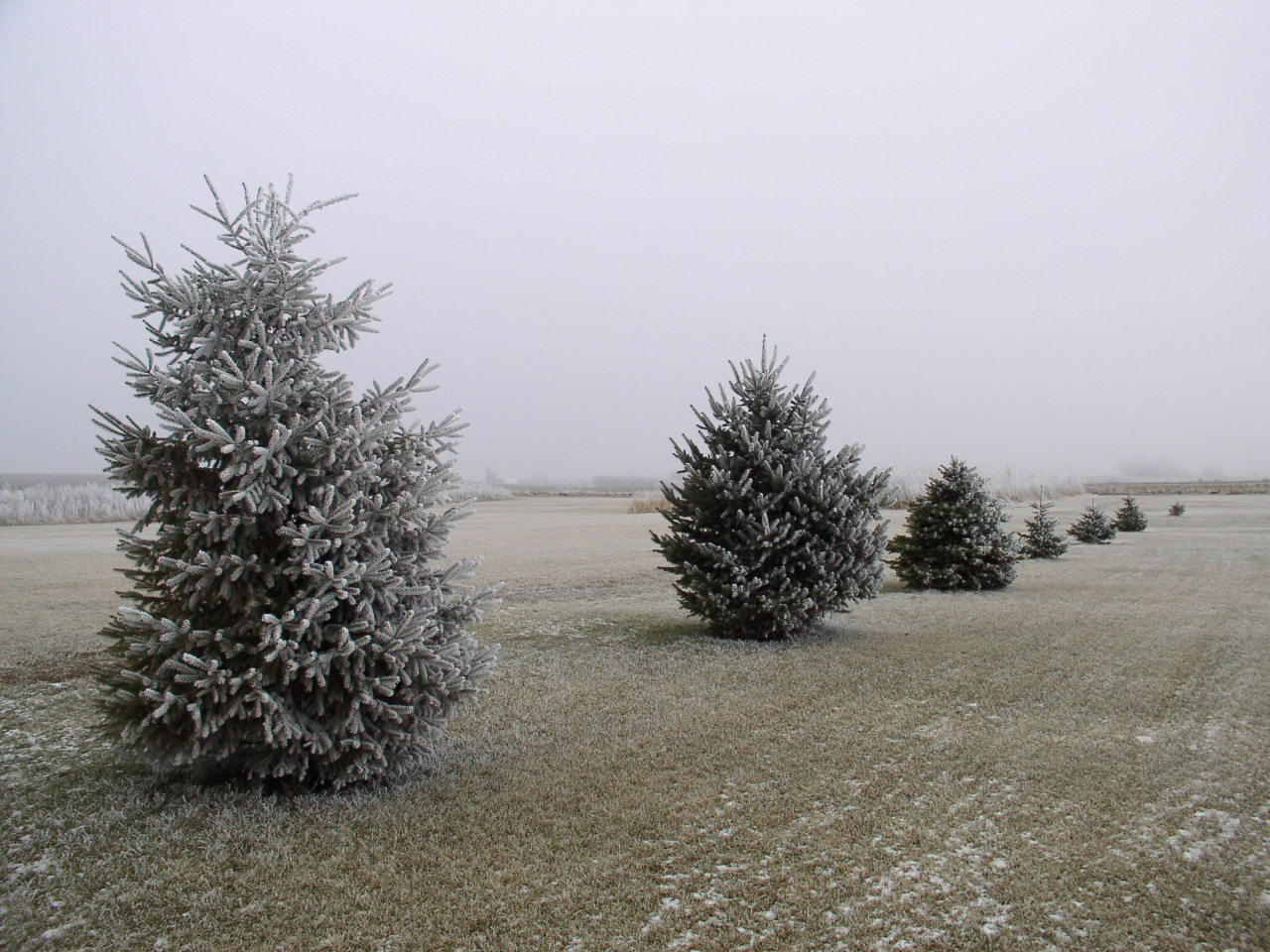 Hoar frost covers the south-eastern limbs of the spruce trees.