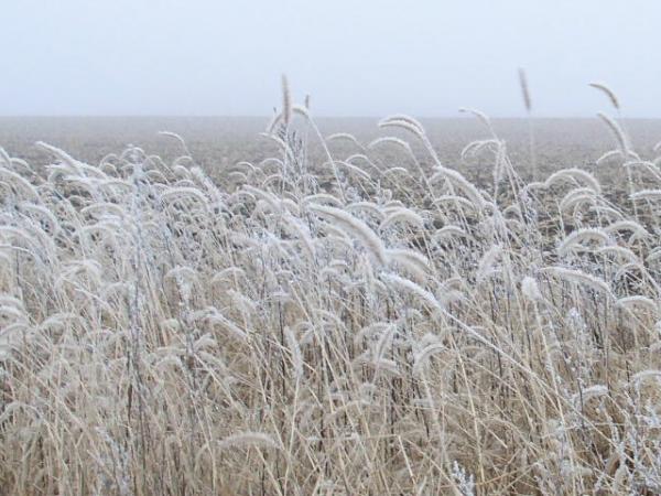 Hoar frost on the prairie grass.