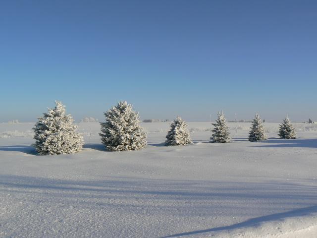 Hoar Frost