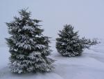 Snow drifts between the trees