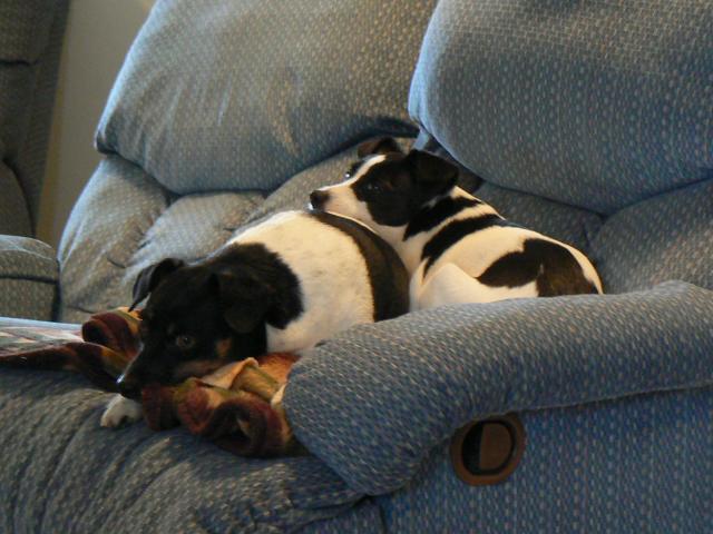 Pooch and Little Girl