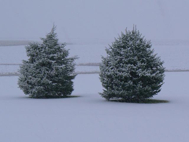 Snow today. Pretty.