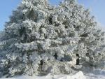 The raining frost hangs heavy on this Pine in front of Richland Repair.