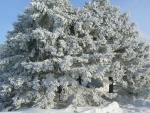 The raining frost hangs heavy on this Pine in front of Richland Repair.