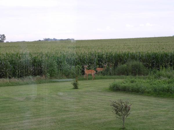 Taken from inside the house.