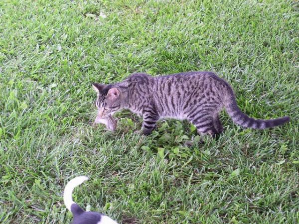 Gary the cat carries his catch