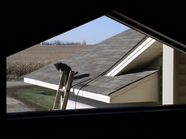 Cat climbs the ladder to get on the roof.