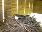 The Robin's nest under our deck