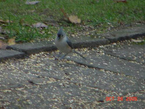 Tufted Titmouse.jpg