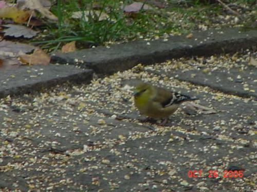 Female American Goldfinch-1.jpg