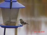 Female American Goldfinch.jpg