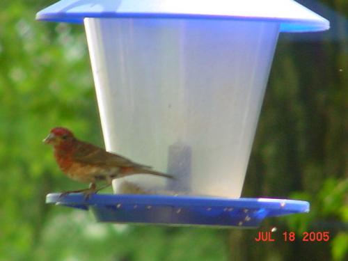 Purple Finch-1.jpg