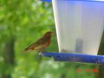 Purple Finch.jpg