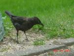 Female Grackle.jpg