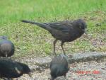 Female Common Grackle.jpg