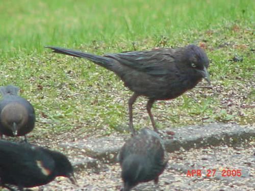 Female Common Grackle.jpg