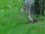 Male Northern Flicker-1.jpg