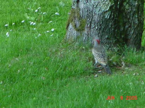 Male Northern Flicker-1.jpg