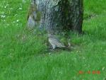 Male Northern Flicker,jpg