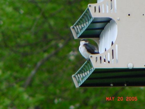 Tree Swallow.jpg