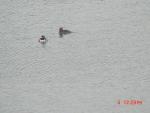 Male & Female  Hooded Merganser-1.jpg