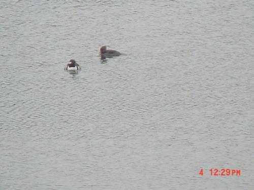 Male & Female  Hooded Merganser-1.jpg