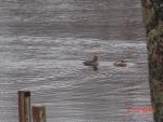 Female & Male Hooded Merganser.jpg