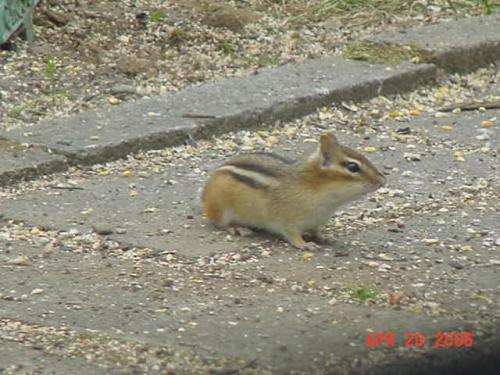 Chipmonk-1.jpg