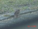 Song Sparrow-1.jpg