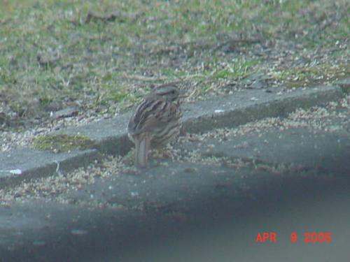 Song Sparrow-1.jpg