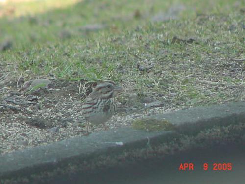 Song Sparrow.jpg