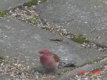 Male House Finch.jpg