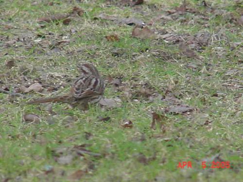 Female House Finch.jpg