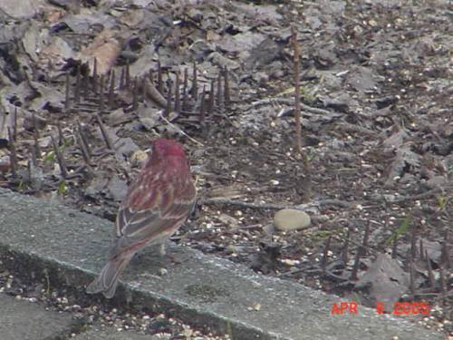 Male House Finch-1.jpg