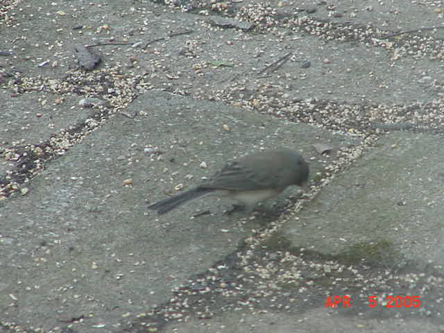 Female Dark-Eyed Junco.jpg