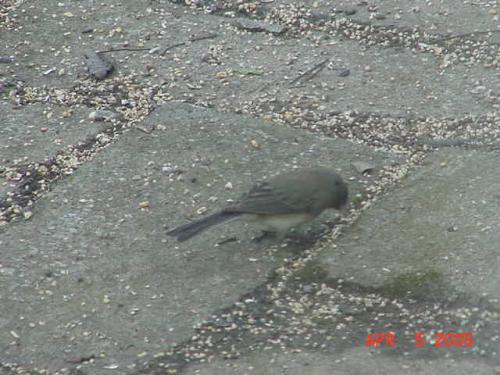 Female Dark-Eyed Junco.jpg