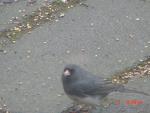 Male Dark-eyed Junco.jpg