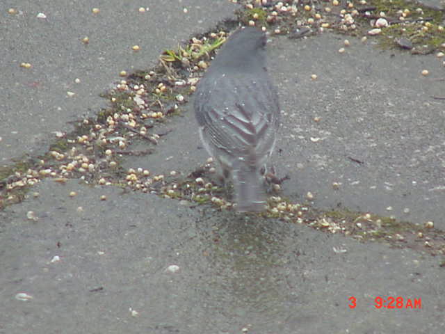 Male Dark-eyed Junco-1.jpg