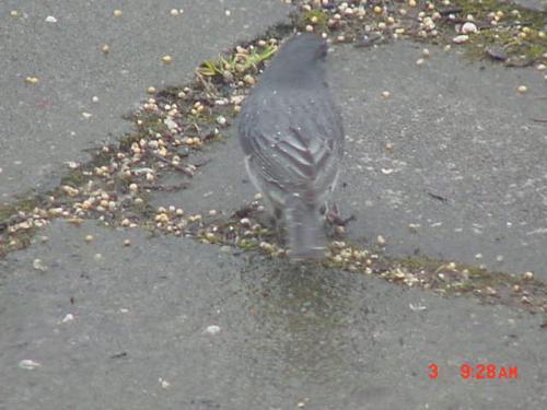 Male Dark-eyed Junco-1.jpg