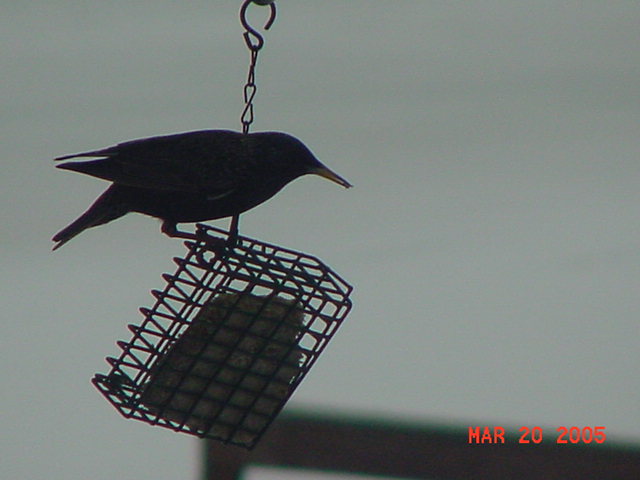 Common Grackle.jpg