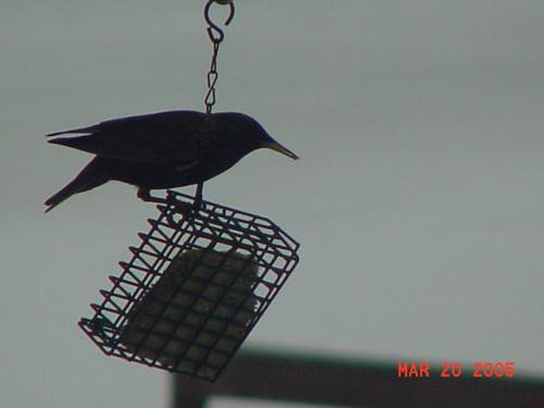 Common Grackle.jpg