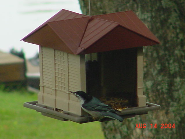 White Breasted Nuthatch.jpg