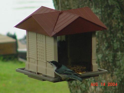 White Breasted Nuthatch.jpg