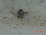 American Tree Sparrow-front view.jpg