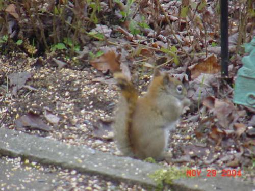 Red Squirrel-9