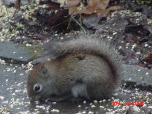 Red Squirrel-1