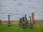 Canadian Geese-1.jpg